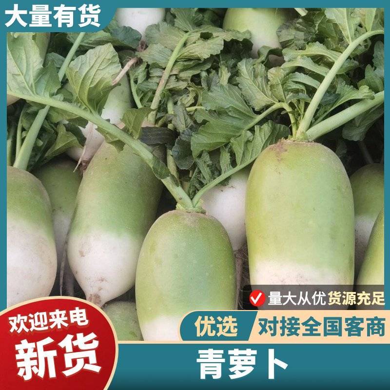 青萝卜，水果萝卜沙土地的质量杠杠滴。水洗。