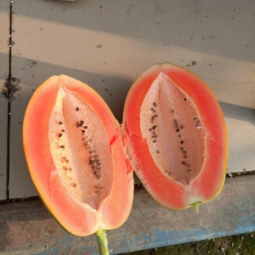 木瓜红心木瓜电商代发超市团购一起发财一手价格
