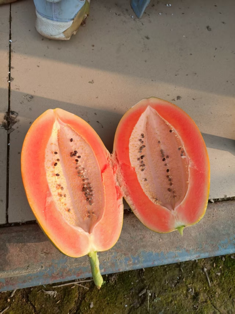 木瓜红心木瓜电商代发超市团购一起发财一手价格