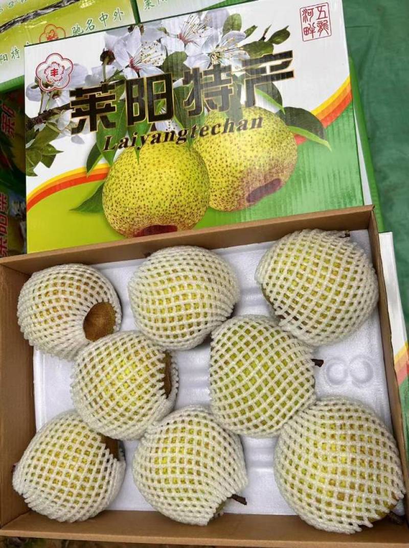 出售正宗莱阳芦儿港梨