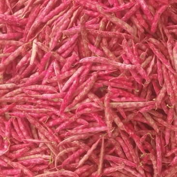 红花豆老品种