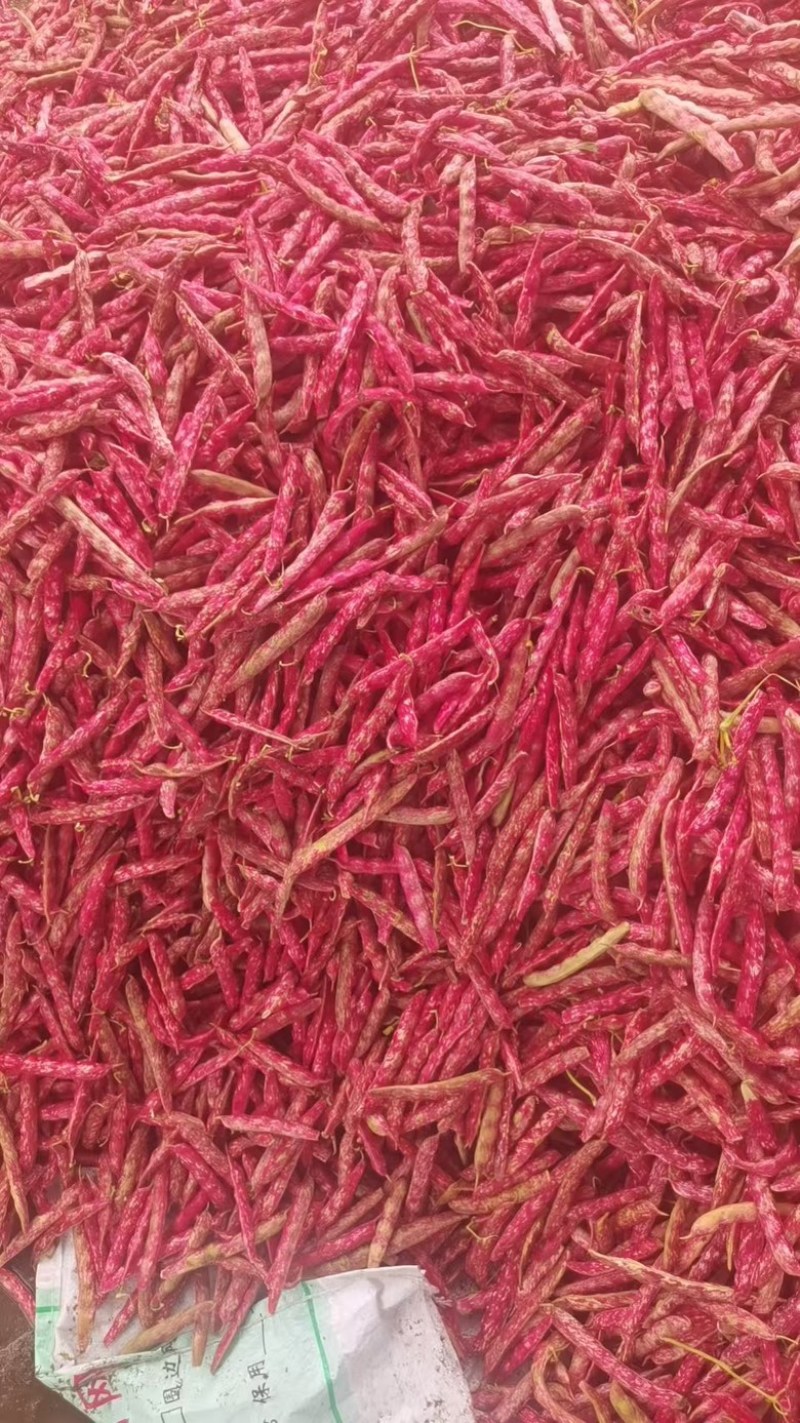 红花豆老品种