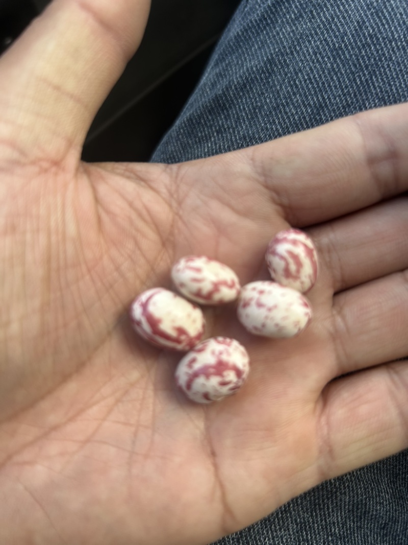 红花豆老品种