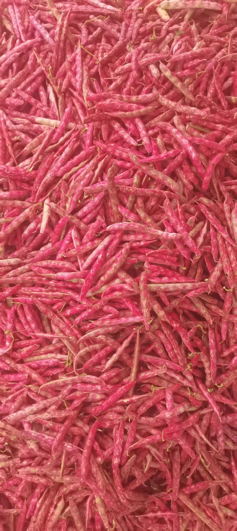 红花豆老品种