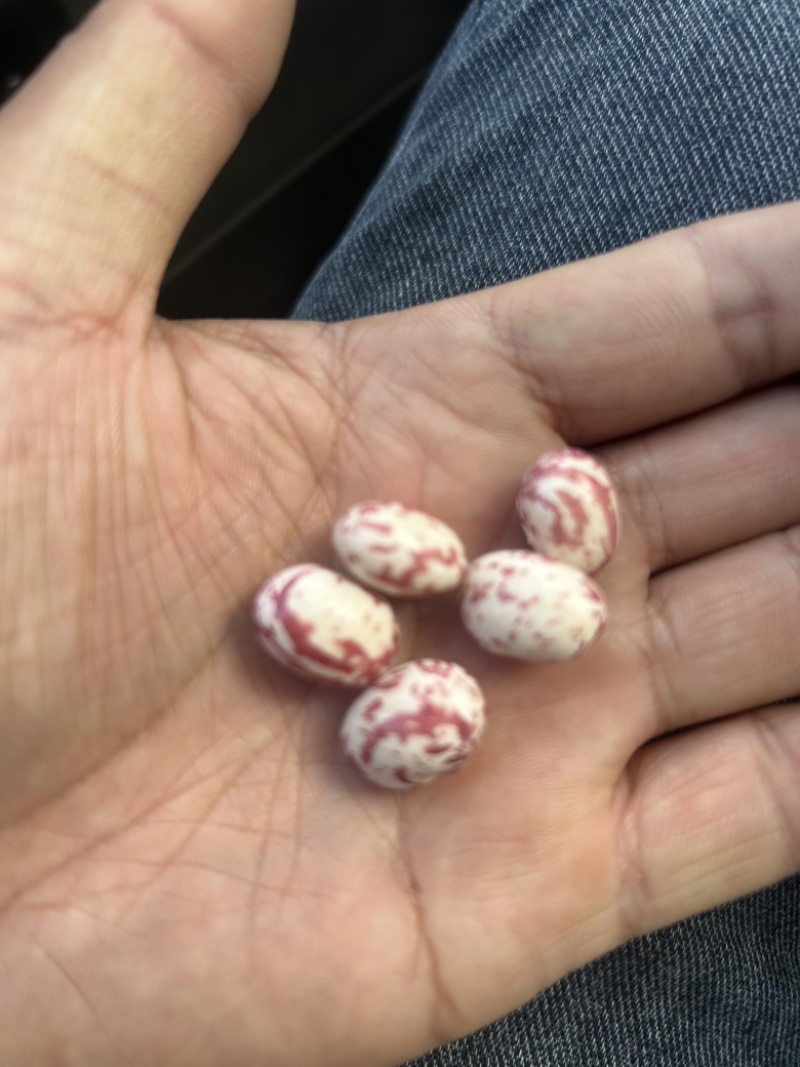 红花豆老品种
