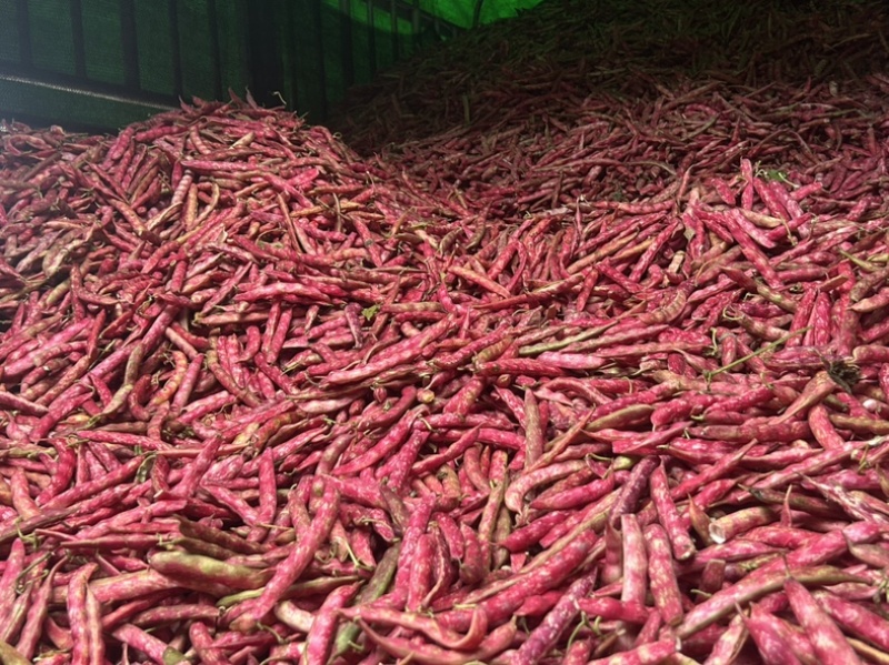 红花豆老品种