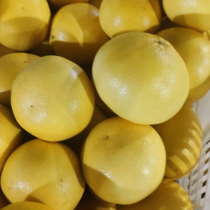 平和葡萄柚光果原始套袋
