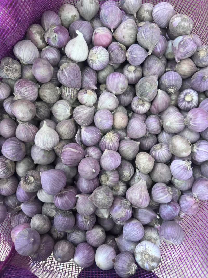 大理独头蒜/弥渡县独头蒜产地直供大量有货品质保证诚信经营