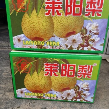 85-90的莱阳梨，标准一级果
