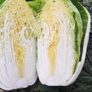 甘肃矮颗3-5斤黄心大白菜7-8成菜一手货源