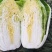 甘肃矮颗3-5斤黄心大白菜7-8成菜一手货源