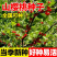 山樱桃种子正宗大青叶樱桃种子庭院盆栽观赏四季易活野樱桃种