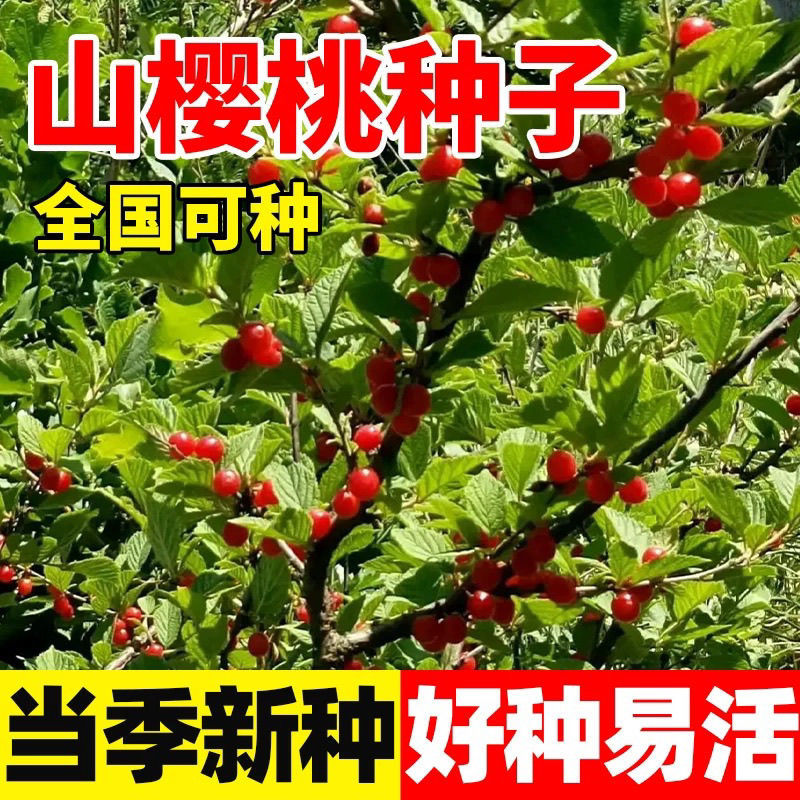 山樱桃种子正宗大青叶樱桃种子庭院盆栽观赏四季易活野樱桃种