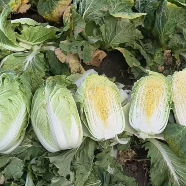 黄心白菜大白菜东北白菜吉林白菜松原黄心白菜大量有货