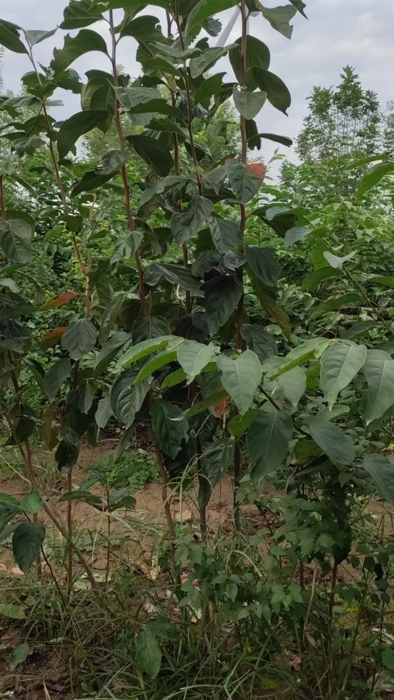 磨盘柿子树苗