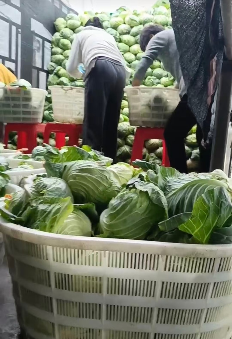 湖北精品甘蓝扁包菜产地直供量大从优价格实惠欢迎