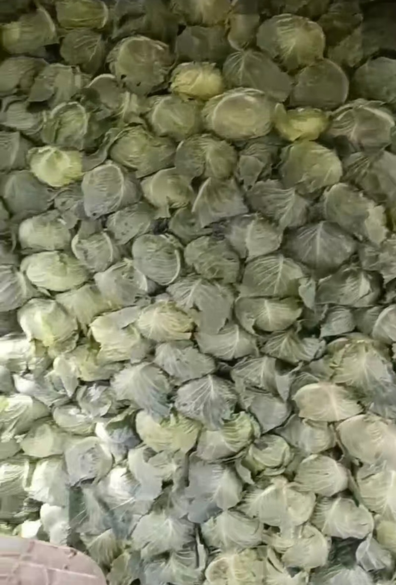 湖北精品甘蓝扁包菜产地直供量大从优价格实惠欢迎