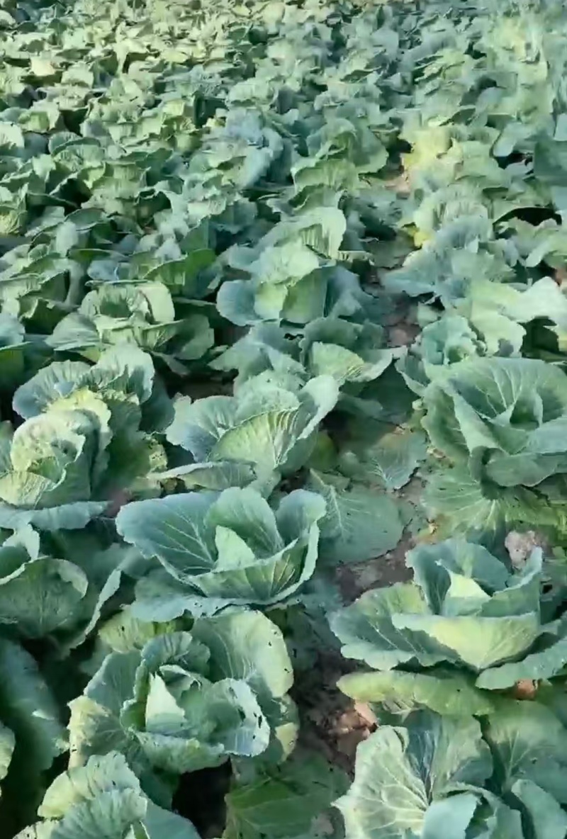 湖北精品甘蓝扁包菜产地直供量大从优价格实惠欢迎