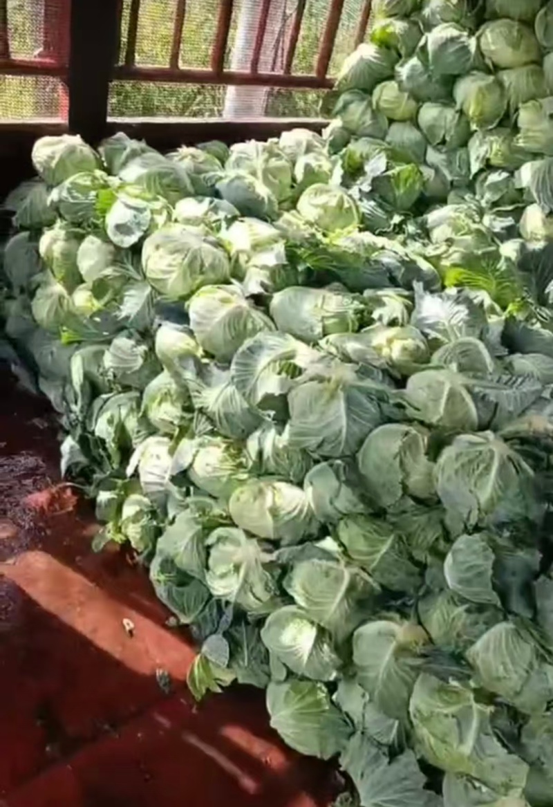 湖北精品甘蓝扁包菜产地直供量大从优价格实惠欢迎