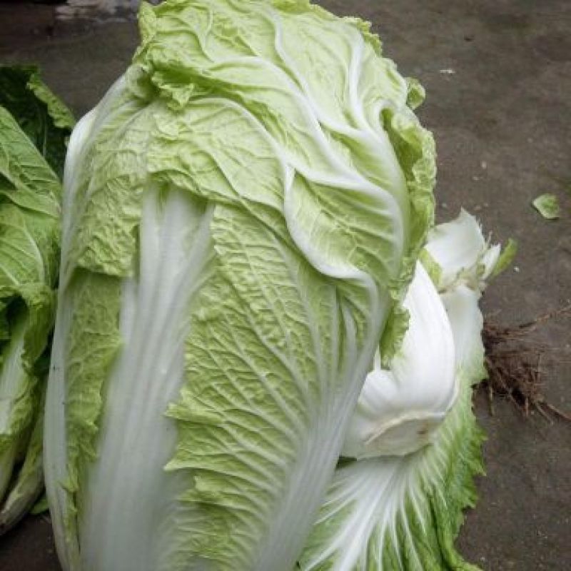 黄心白菜大白菜东北白菜吉林白菜松原黄心白菜大量有货