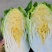 黄心白菜大白菜东北白菜吉林白菜松原黄心白菜大量有货
