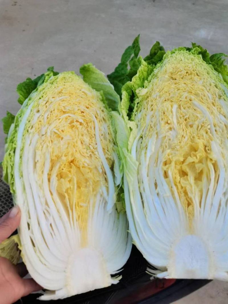 黄心白菜大白菜东北白菜吉林白菜松原黄心白菜大量有货