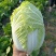 黄心白菜大白菜东北白菜吉林白菜松原黄心白菜大量有货