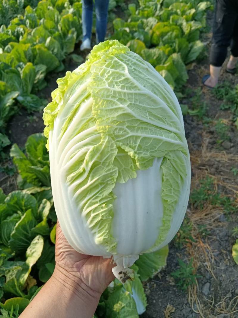 黄心白菜大白菜东北白菜吉林白菜松原黄心白菜大量有货