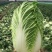 黄心白菜大白菜东北白菜吉林白菜松原黄心白菜大量有货