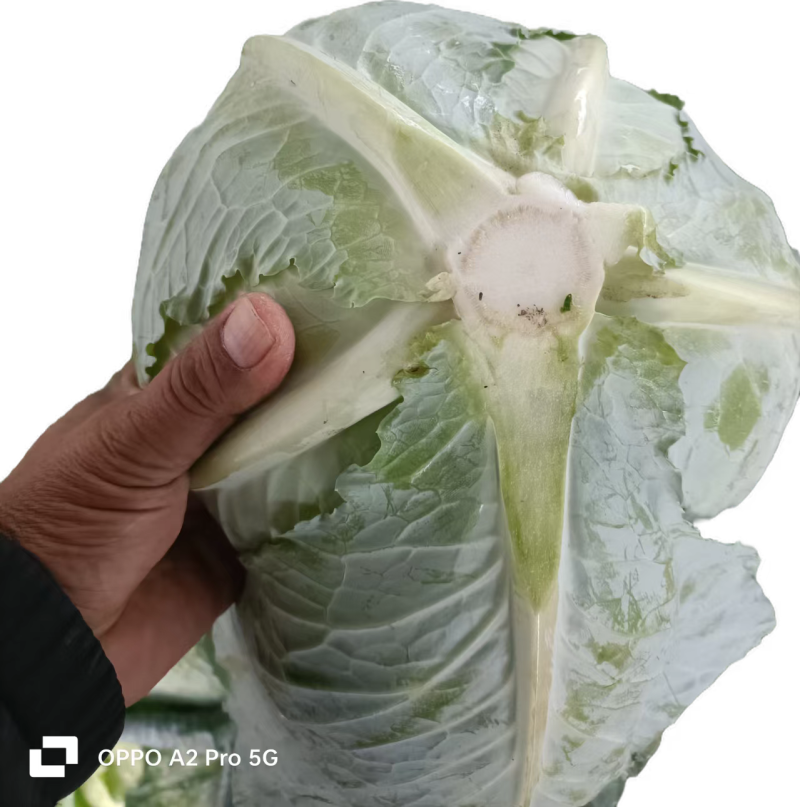 湖北精品甘蓝扁包菜产地直供量大从优价格实惠欢迎