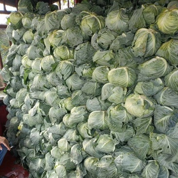 湖北精品甘蓝扁包菜产地直供量大从优价格实惠欢迎