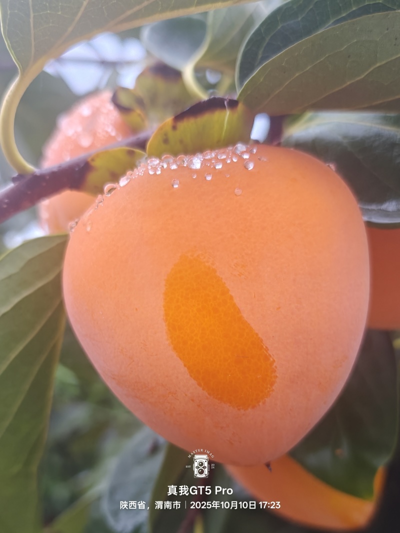 富平县尖柿