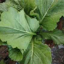 【推荐】贵州威宁高山芥菜产地直发欢迎随时来电咨询