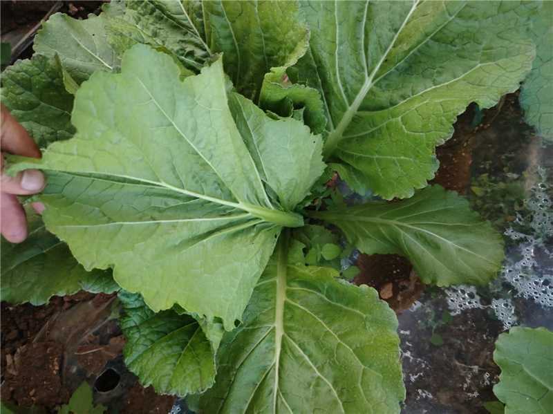 【推荐】贵州威宁高山芥菜产地直发欢迎随时来电咨询