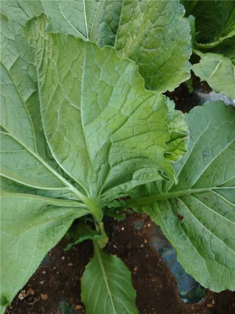 【推荐】贵州威宁高山芥菜产地直发欢迎随时来电咨询