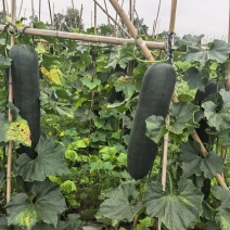 吊冬瓜基地供应量大从优欢迎咨询