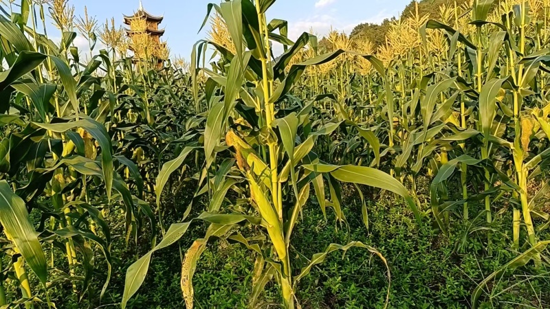 甜玉米，水果玉米