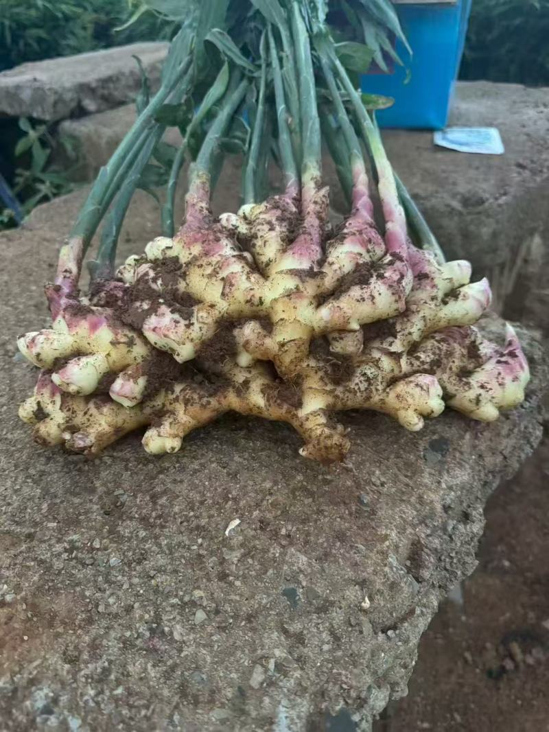 贵州小黄姜