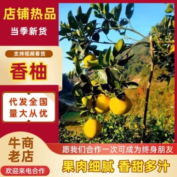 湖南芷江麻麻柚香柚药柚雪峰冰糖柚土柚子批发团购一件代发