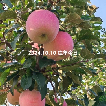 自家种植红富士量大存优，大家可咨询