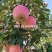 自家种植红富士量大存优，大家可咨询