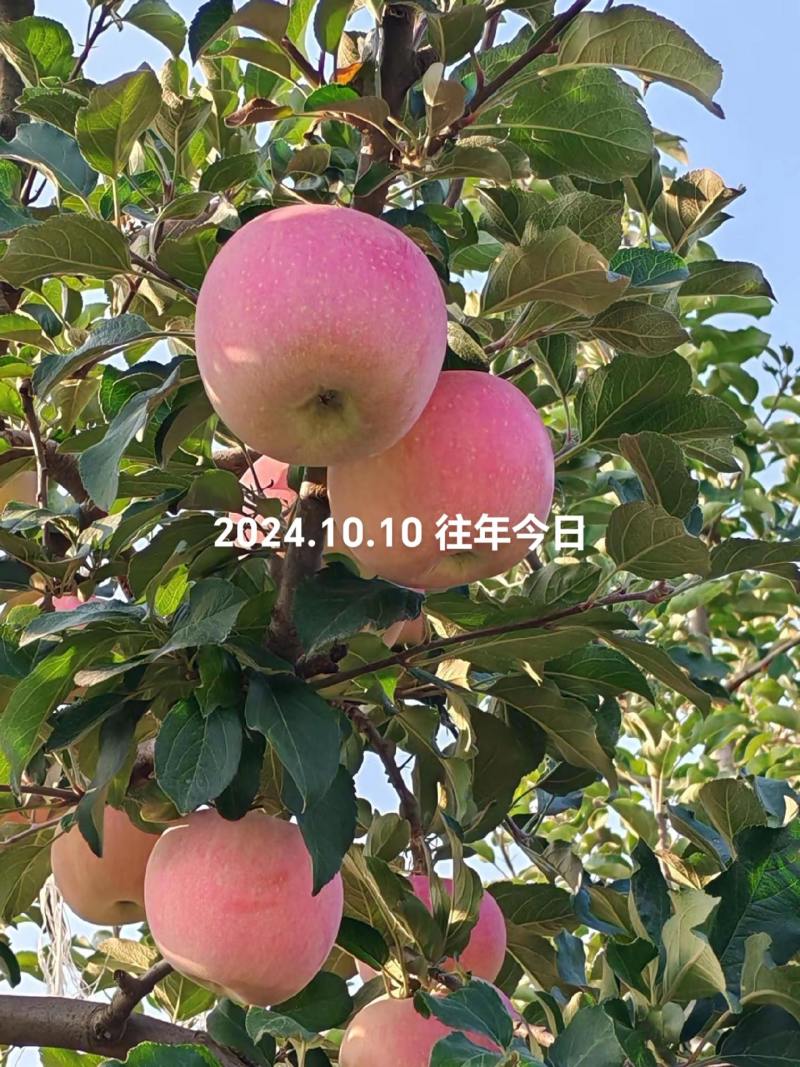 自家种植红富士量大存优，大家可咨询