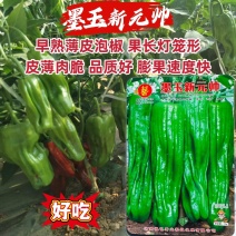 豫艺墨玉新元帅辣椒种子早熟薄皮泡椒种子大果苏椒种籽皮薄