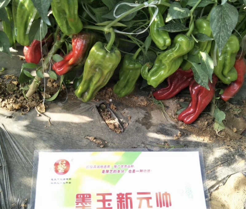 豫艺墨玉新元帅辣椒种子早熟薄皮泡椒种子大果苏椒种籽皮薄