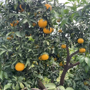 爱媛爱媛准备大量上市