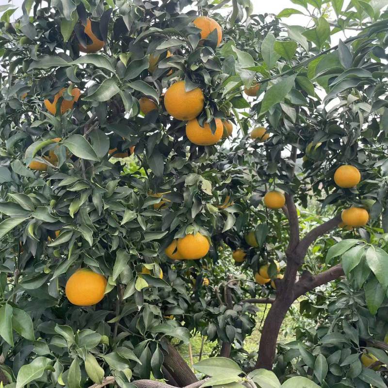 爱媛爱媛准备大量上市
