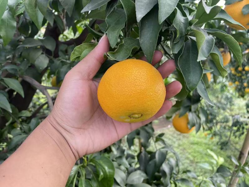 爱媛爱媛准备大量上市