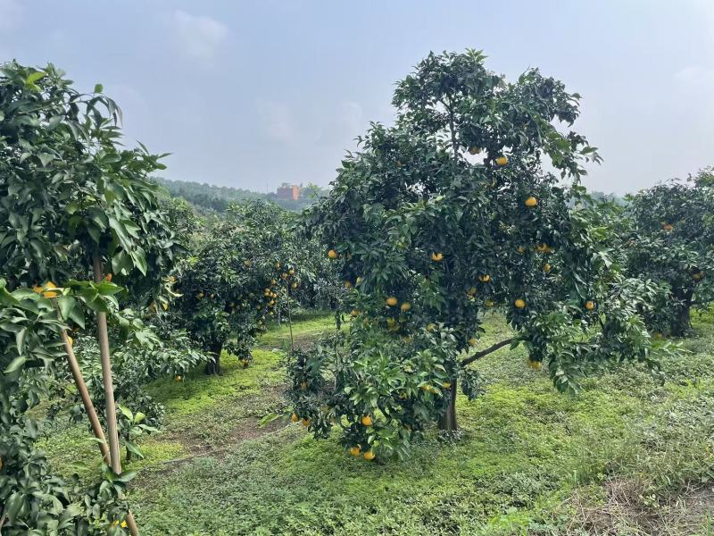 爱媛爱媛准备大量上市