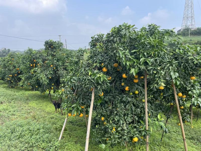 爱媛爱媛准备大量上市