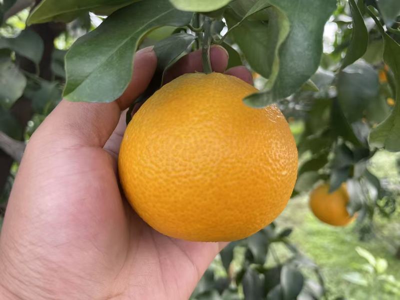爱媛爱媛准备大量上市